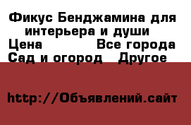 Фикус Бенджамина для интерьера и души › Цена ­ 2 900 - Все города Сад и огород » Другое   